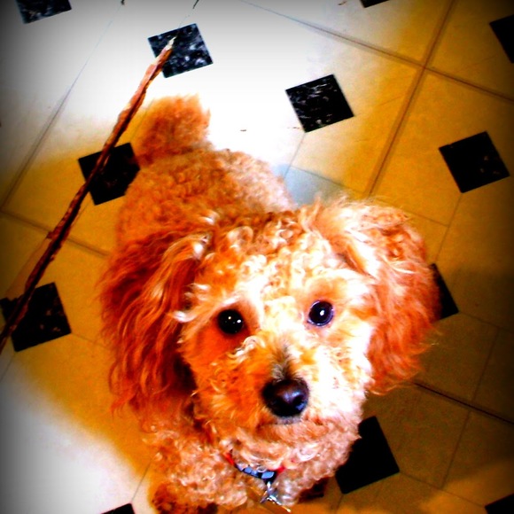 Meet your Posher, Anna - Picture 1 of 1